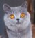 Chatterie Blue Sands – British Shorthair France